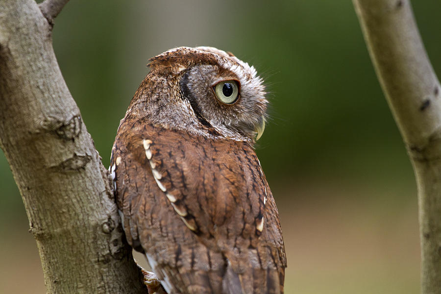 Pablo the Screech Owl Photograph by Arthur Dodd