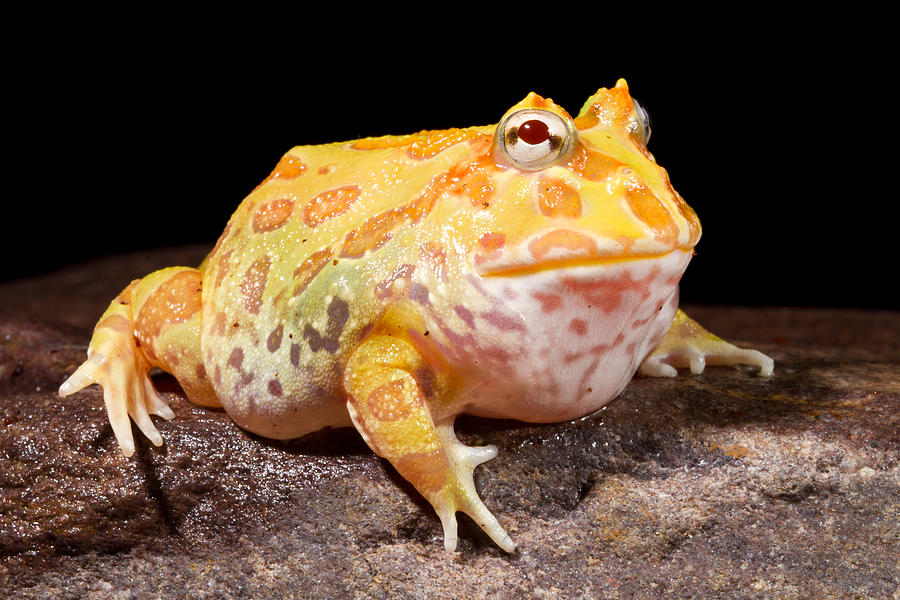 Frog Photograph - Pac Man Frog Ceratophrys by David Kenny