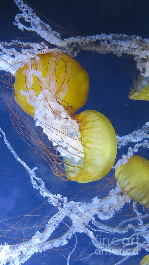 Pacfic Jellyfish Photograph by Mary Mikawoz
