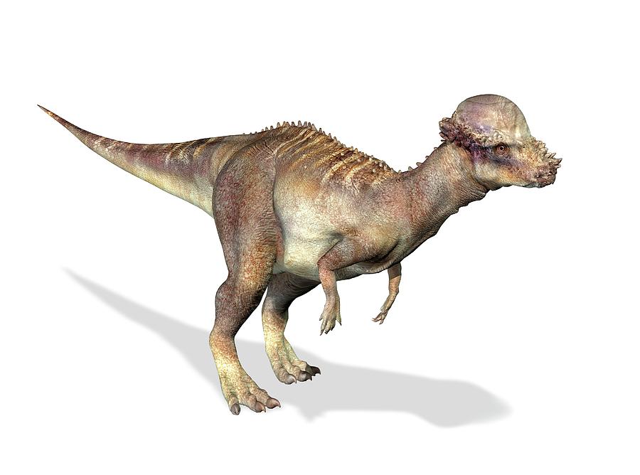 dinosaur with flat horn on head