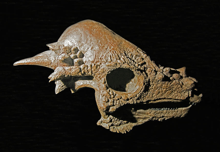 Pachycephalosaurus Dinosaur Skull, Sub Photograph by Millard H. Sharp