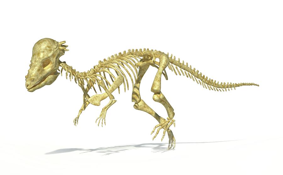 pachycephalosaurus skeleton