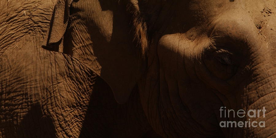 Pachyderm Panorama Photograph by Anna Lisa Yoder