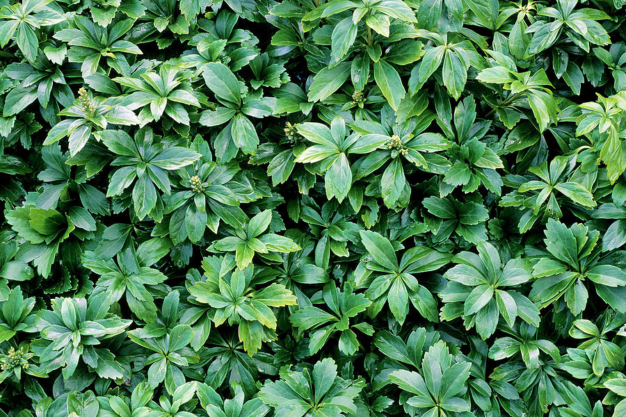 Pachysandra Terminalis Photograph by Geoff Kidd/science Photo Library