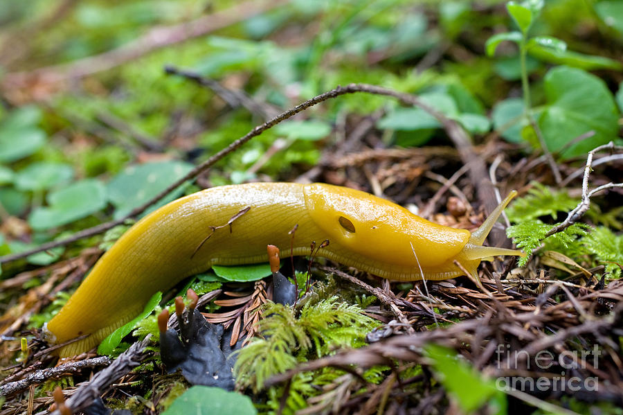 Pacific Banana Slug Photograph by Gregory G. Dimijian, M.D. - Pixels