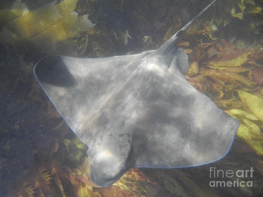 Channel Islands National Park Photograph - Pacific Bat Ray by Adam Jewell