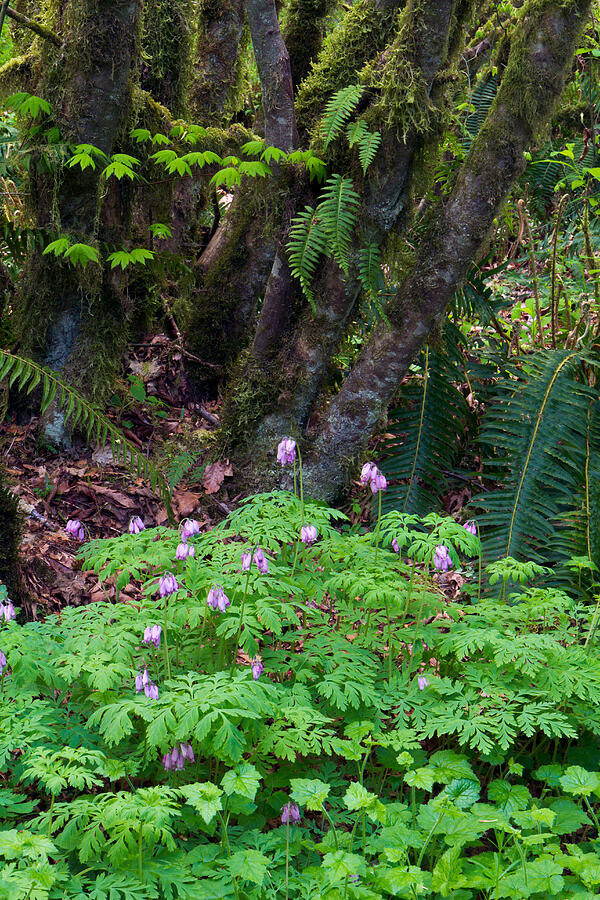Pacific Bleeding Heart and Maples in the Forest Photograph by Michael Russell