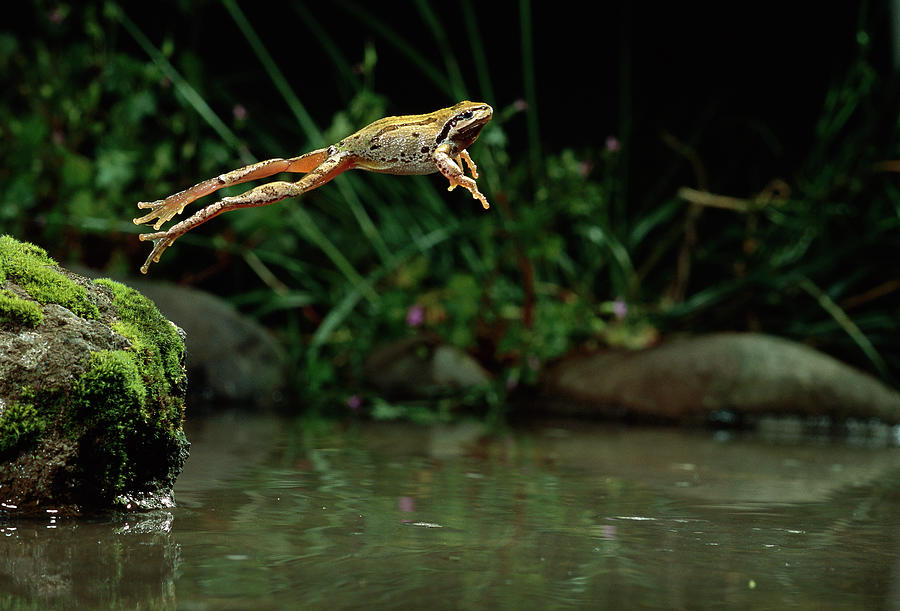 Pacific Chorus Frog Jumping Photograph by Michael Durham