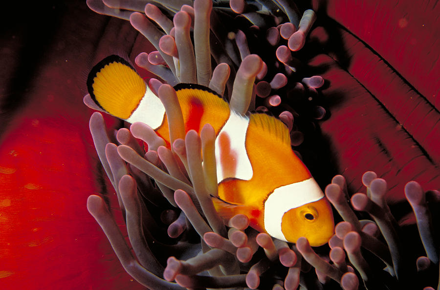 Pacific Clownfish Photograph by Nancy Sefton