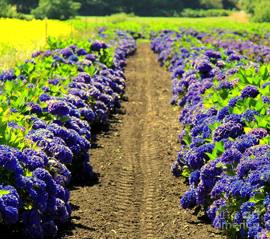 Pacific Coast Hydrangea Photograph by Michele Hancock Photography