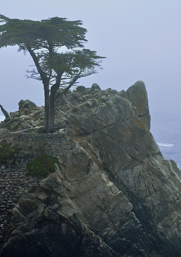 Lone Cypress in Fog Photograph by Caroline Stella