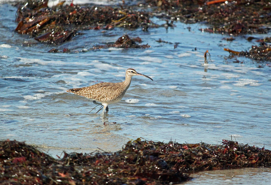 Wildlife Photograph - Pacific Curlew by Suzanne Gaff