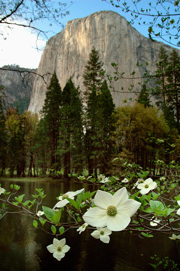 Pacific Dogwood Blossoms Photograph by Kenneth Murray