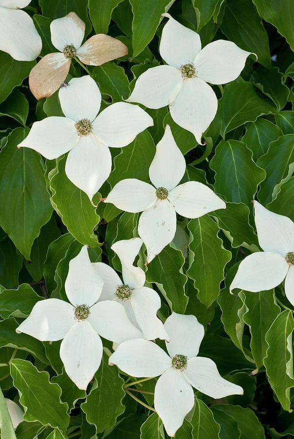 Pacific Dogwood (cornus Nuttallii) Photograph by Bob Gibbons/science Photo Library