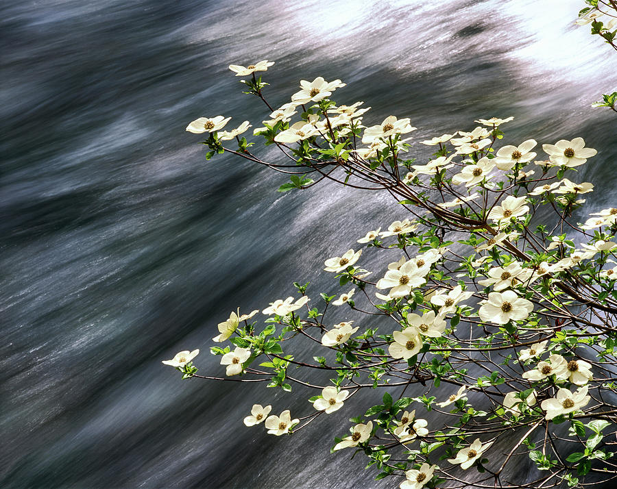 Nature Photograph - Pacific Dogwood Cornus Nuttallii by Panoramic Images