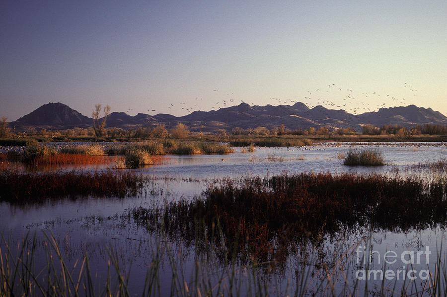 Pacific Flyway Photograph by Ron Sanford