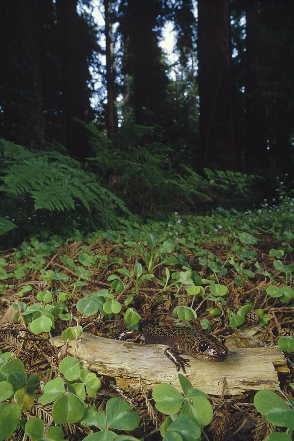Pacific Giant Salamander In Redwood Photograph by Larry Minden