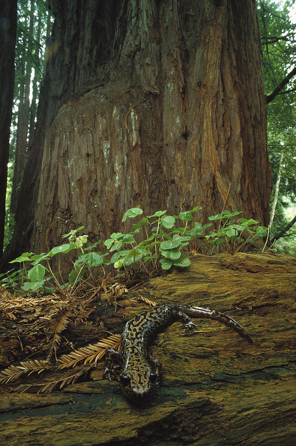 Pacific Giant Salamander In Redwoods Photograph by Larry Minden