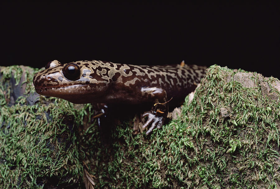 Pacific Giant Salamander On Mossy Rock Photograph by Larry Minden