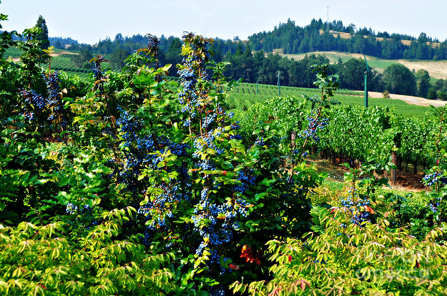 Pacific Grapes and Vineyard  Photograph by Mindy Bench