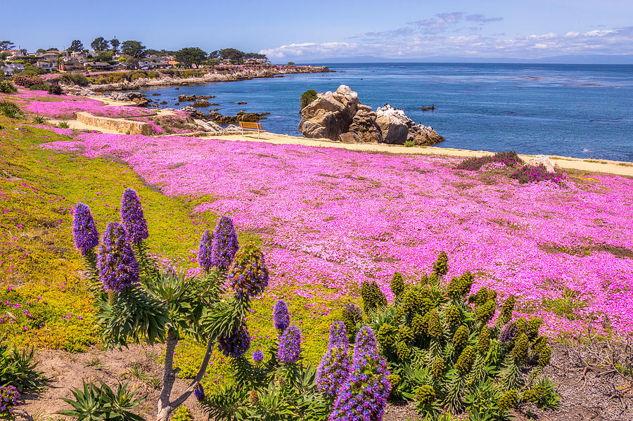Flower Photograph - Pacific Grove California 2 by Randy Straka