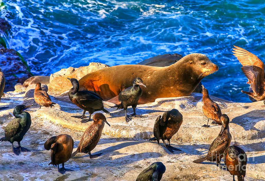 Bird Photograph - Pacific Harbor Seal by Jim Carrell