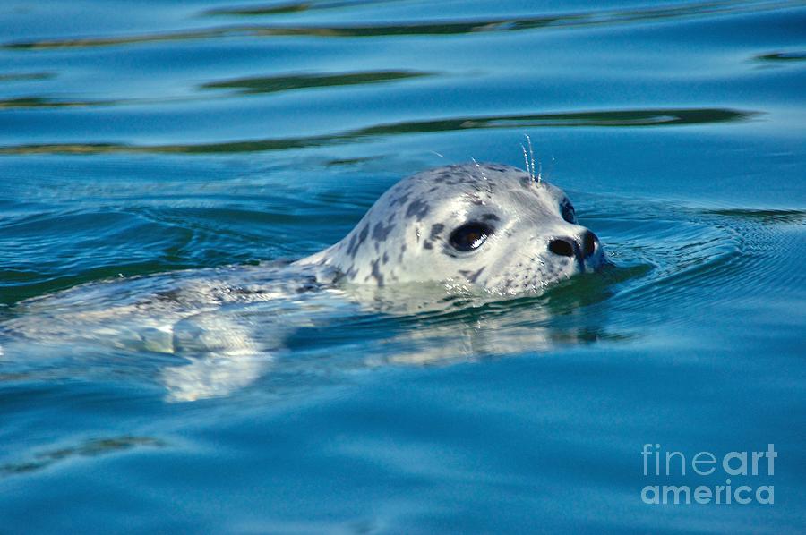 Pacific Harbor Seal Photograph by Sean Griffin