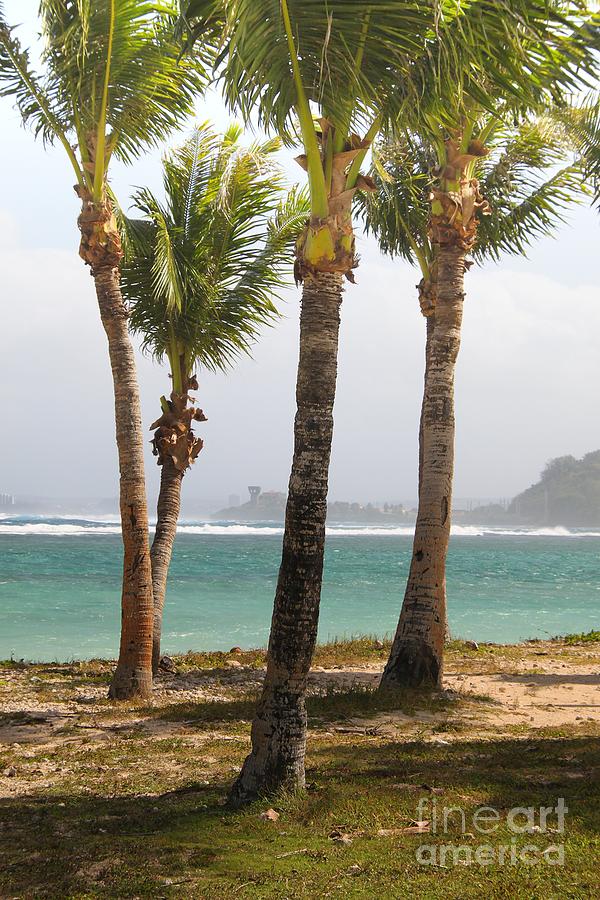 Tree Photograph - Pacific Islands Guam by Scott Cameron