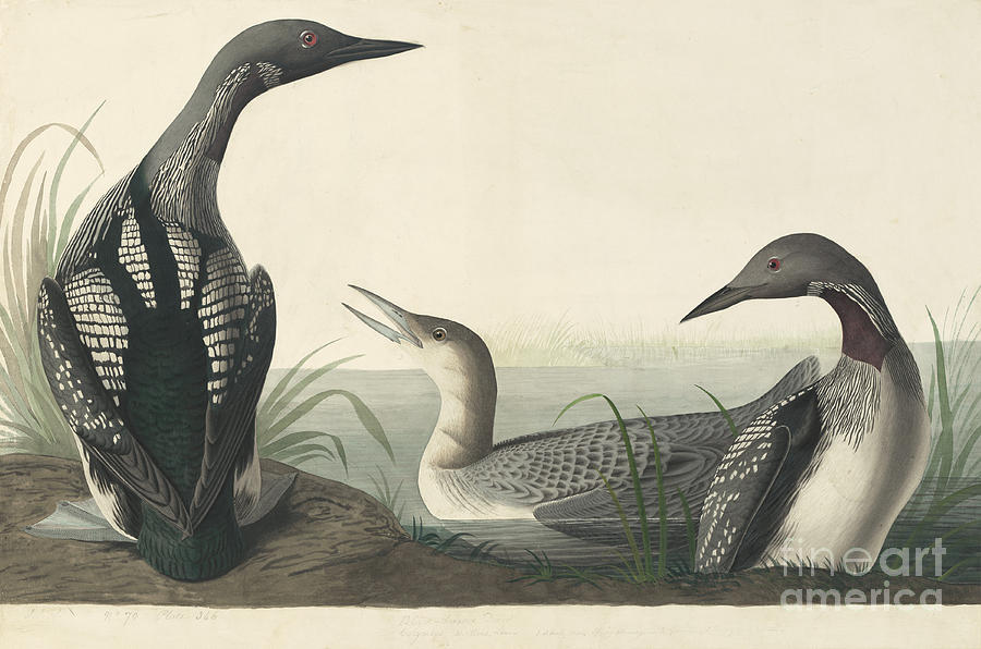 Pacific Loon  Drawing by Celestial Images