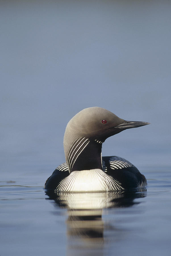 Pacific Loon On Lake Photograph by Michael Quinton