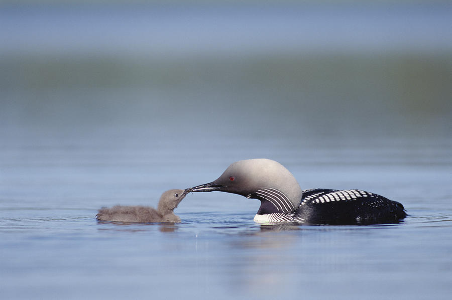 Pacific Loon Parent Feeding Chick North Photograph by Michael Quinton