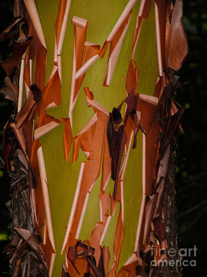 Pacific Madrone Bark Photograph by Ron Sanford