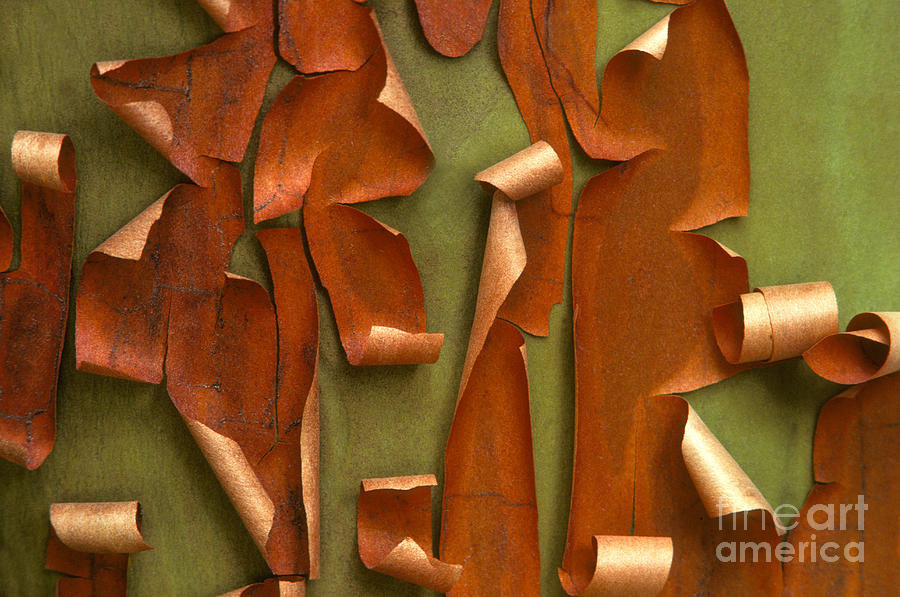 Pacific Madrone Tree Bark Photograph by Ron Sanford