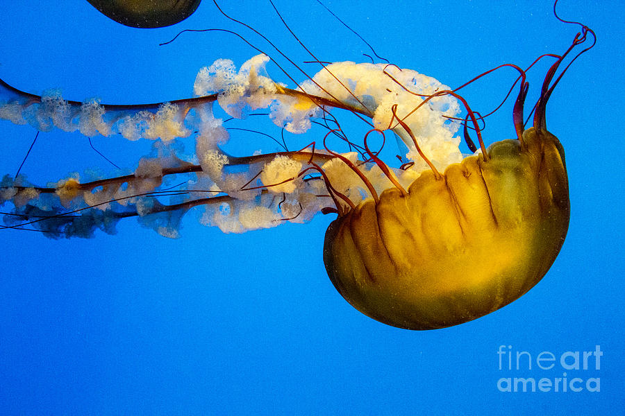 Pacific Nettle Jellyfish Photograph
