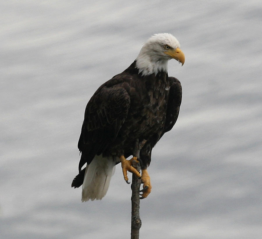 Pacific Northwest Eagle III Photograph by Mary Gaines
