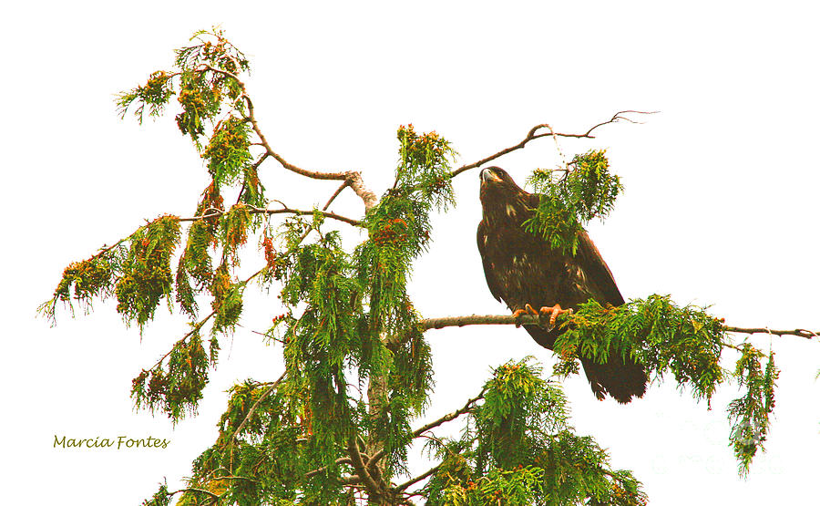 Pacific Northwest Juvenile Bald Eagle Photograph