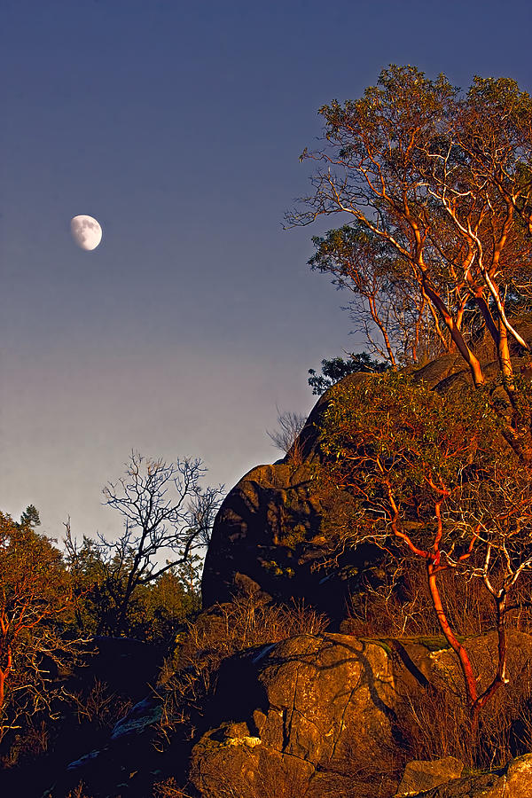 Pacific Northwest Madrones and Moon Photograph by Peggy Collins