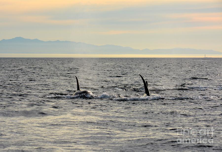 Pacific Northwest Orcas Photograph by Gayle Swigart
