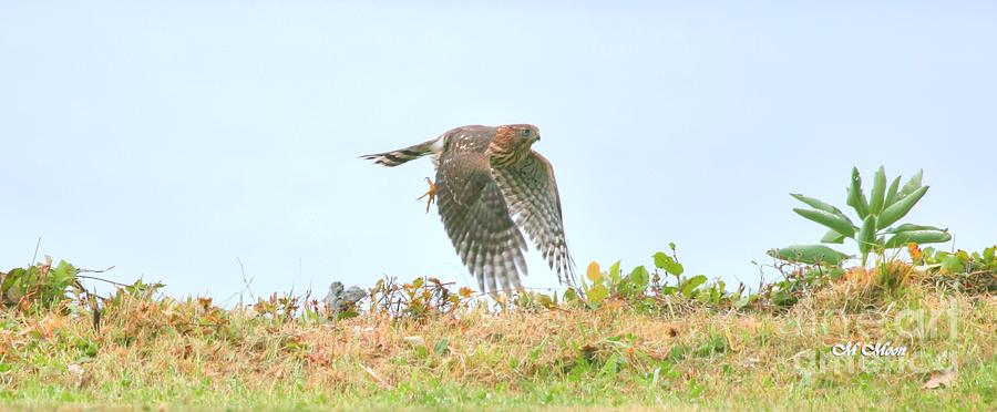 Pacific Northwest Sharp - Shinned Hawk Photograph by Tap On Photo