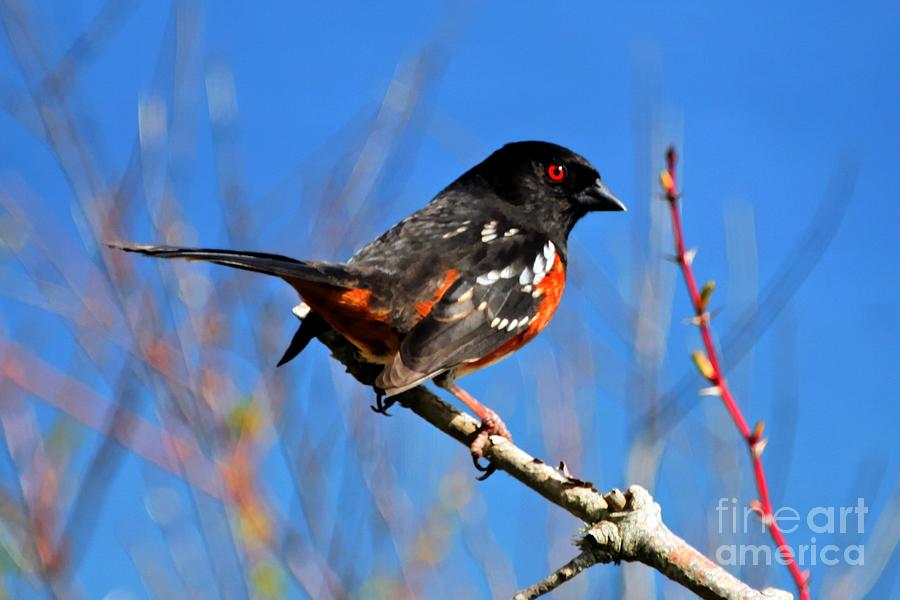 Pacific Northwest Towhee Bird Photograph by Tap On Photo