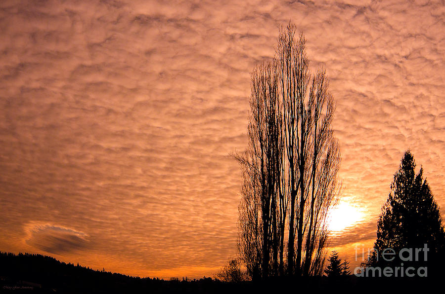 Pacific Northwest Winters Sky Photograph by Mary Jane Armstrong