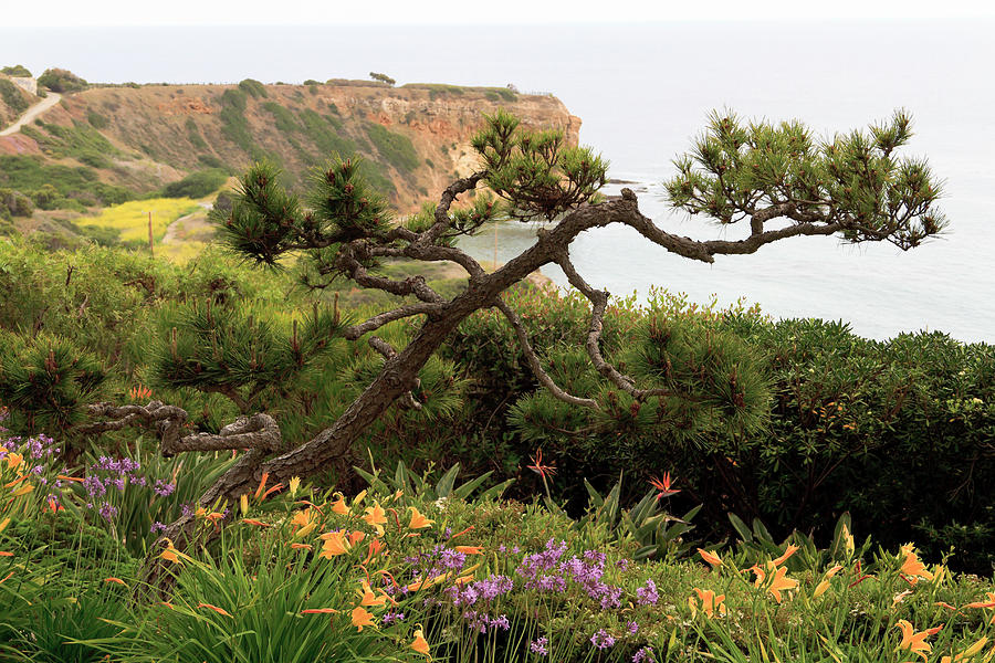 Pacific Ocean Cliffs, View From Photograph by Williamsherman