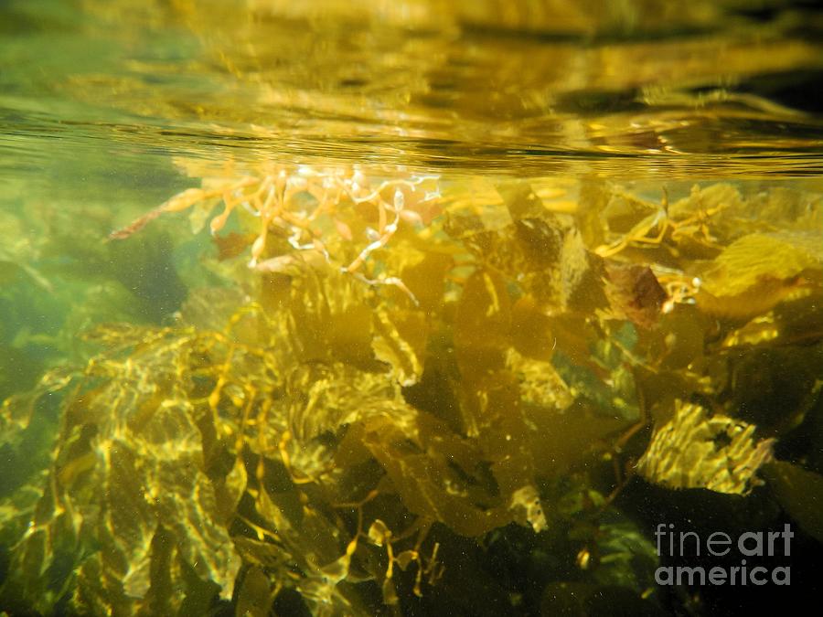Pacific Ocean Kelp Photograph by Adam Jewell