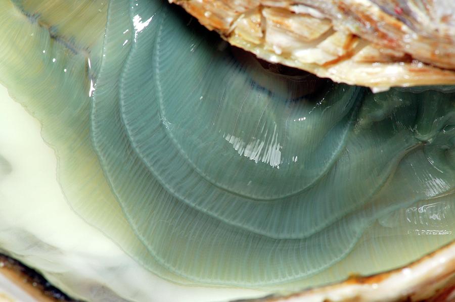 Pacific Oyster Photograph by Pascal Goetgheluck/science Photo Library