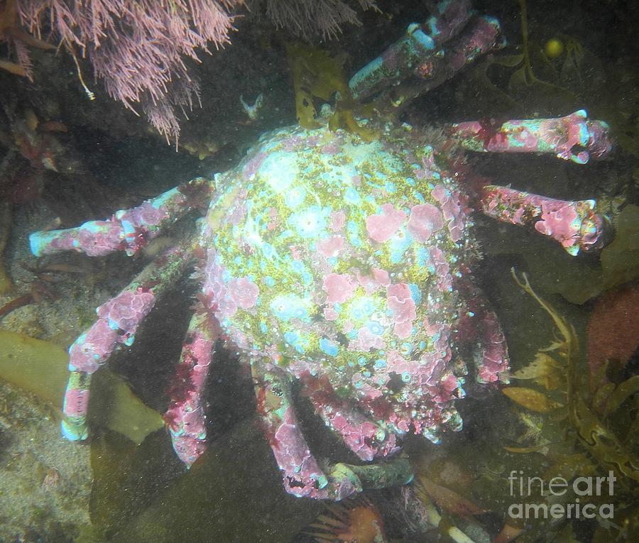 Pacific Painted Crab Photograph by Adam Jewell