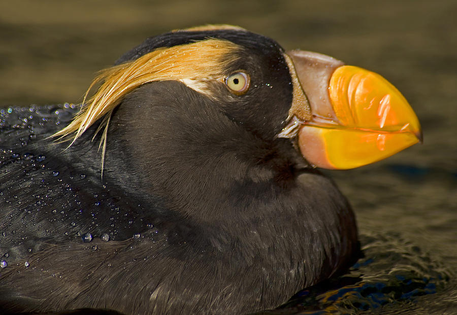 Pacific Puffin Photograph by Nick Boren