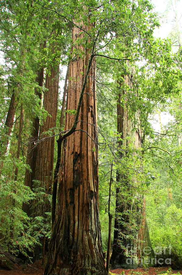 Pacific Redwoods Photograph by Frank Townsley - Fine Art America