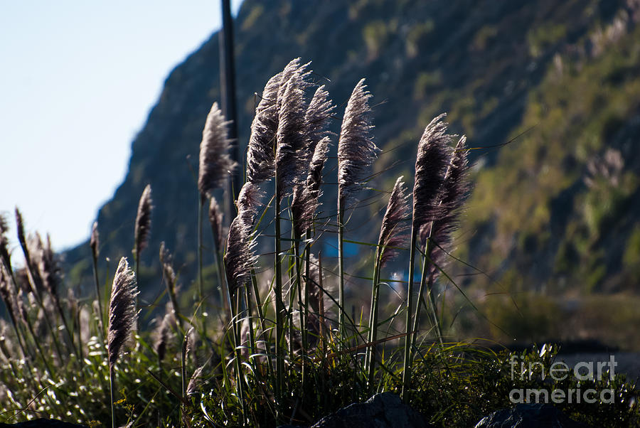 Pacific Reeds Photograph