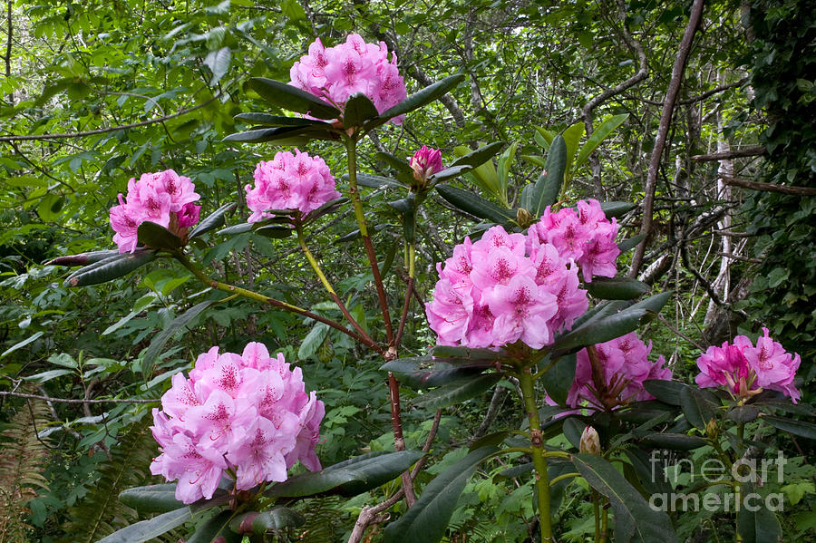 Pacific Rhododendron Photograph by Gregory G. Dimijian, M.D.