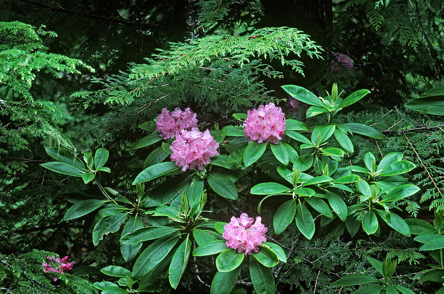 Pacific Rhododendron Photograph by Thomas And Pat Leeson